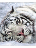 Белый тигр в снегу