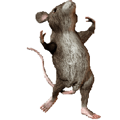 Танцующая крыса