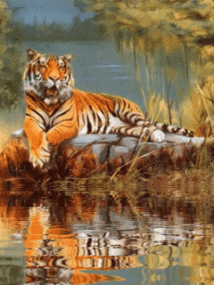 Тигрище у воды