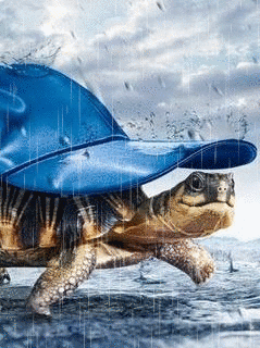 Черепаха прячется от дождя