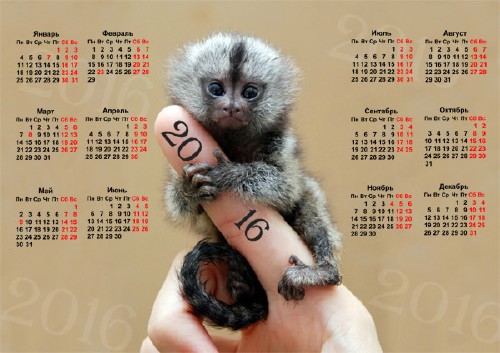 Очаровательный календарь 2016 с совсем маленькой обезьянкой