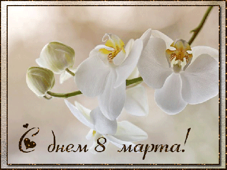 Открытка с 8 Марта.Белая орхидея