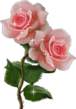 Розовые розы с переливами