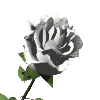 Раскрылась болдьшая белая роза