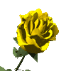 Распустилась желтая роза большая
