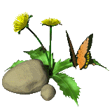 Бабочка на цветке у камня